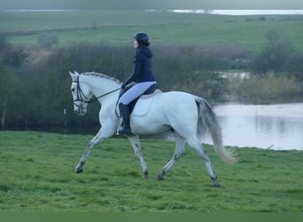 Andalusier, Wallach, 10 Jahre, 164 cm, Schimmel