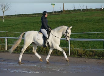 Andalusier, Wallach, 10 Jahre, 164 cm, Schimmel