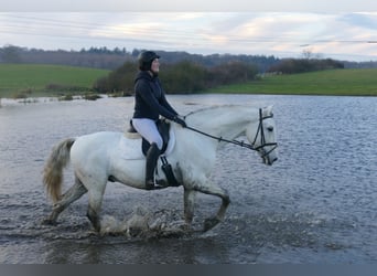 Andalusier, Wallach, 10 Jahre, 164 cm, Schimmel