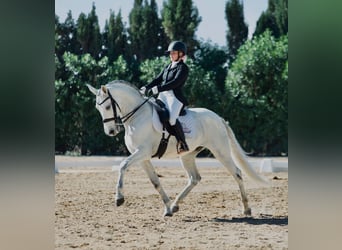 Andalusier, Wallach, 10 Jahre, 165 cm, Apfelschimmel