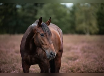 Andalusier, Wallach, 10 Jahre, 165 cm, Hellbrauner
