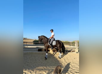 Andalusier, Wallach, 10 Jahre, 165 cm, Rappe