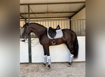 Andalusier, Wallach, 10 Jahre, 165 cm, Rappe