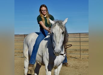 Andalusier, Wallach, 10 Jahre, 168 cm, Schimmel