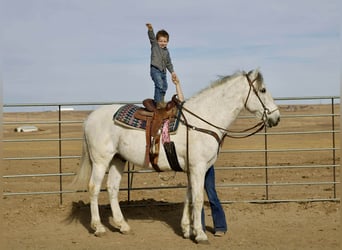 Andalusier, Wallach, 10 Jahre, 168 cm, Schimmel