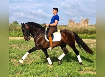 Andalusier, Wallach, 10 Jahre, 169 cm, Rotbrauner