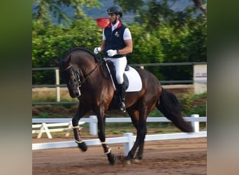 Andalusier, Wallach, 10 Jahre, 169 cm, Rotbrauner