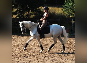 Andalusier Mix, Wallach, 11 Jahre, 152 cm, Schimmel