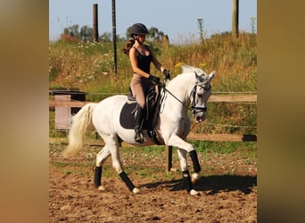Andalusier Mix, Wallach, 11 Jahre, 152 cm, Schimmel