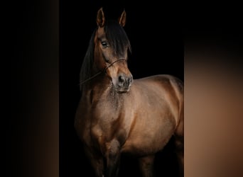 Andalusier, Wallach, 11 Jahre, 155 cm, Brauner