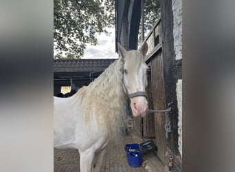 Andalusier, Wallach, 11 Jahre, 155 cm, Cremello