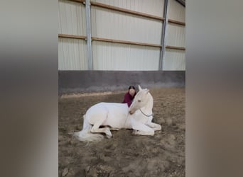 Andalusier, Wallach, 11 Jahre, 155 cm, Cremello