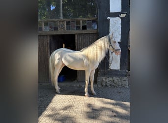 Andalusier, Wallach, 11 Jahre, 155 cm, Cremello
