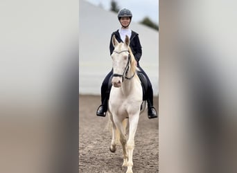 Andalusier, Wallach, 11 Jahre, 155 cm, Perlino