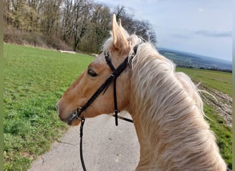 Andalusier Mix, Wallach, 11 Jahre, 157 cm, Palomino