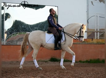 Andalusier, Wallach, 11 Jahre, 158 cm, Perlino