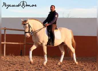 Andalusier, Wallach, 11 Jahre, 158 cm, Perlino