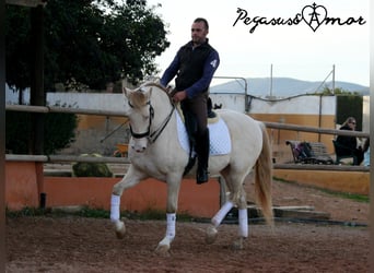 Andalusier, Wallach, 11 Jahre, 158 cm, Perlino
