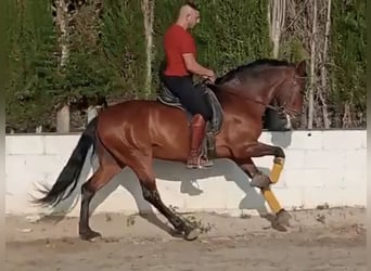 Andalusier Mix, Wallach, 11 Jahre, 158 cm, Rotbrauner