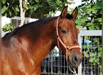 Andalusier Mix, Wallach, 11 Jahre, 158 cm, Rotbrauner