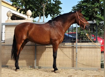 Andalusier Mix, Wallach, 11 Jahre, 158 cm, Rotbrauner