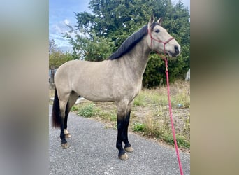 Andalusier, Wallach, 11 Jahre, 160 cm, Falbe