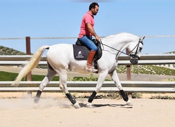 Andalusier, Wallach, 11 Jahre, 161 cm, Schimmel