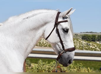Andalusier, Wallach, 11 Jahre, 161 cm, Schimmel