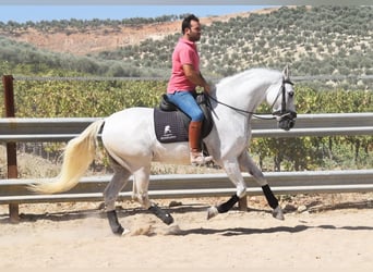 Andalusier, Wallach, 11 Jahre, 161 cm, Schimmel