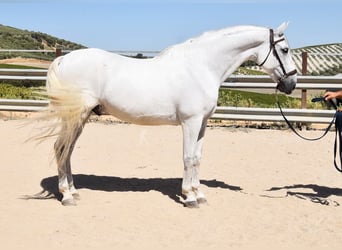 Andalusier, Wallach, 11 Jahre, 161 cm, Schimmel