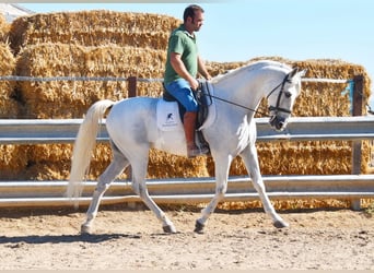 Andalusier, Wallach, 11 Jahre, 161 cm, Schimmel