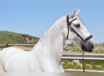 Andalusier, Wallach, 11 Jahre, 161 cm, Schimmel