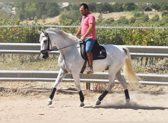 Andalusier, Wallach, 11 Jahre, 161 cm, Schimmel
