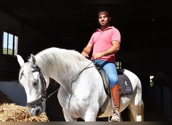 Andalusier, Wallach, 11 Jahre, 161 cm, Schimmel