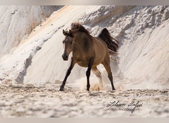 Andalusier, Wallach, 11 Jahre, 162 cm, Falbe