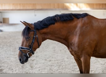 Andalusier, Wallach, 11 Jahre, 163 cm, Brauner