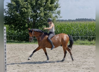 Andalusier, Wallach, 11 Jahre, 163 cm, Brauner