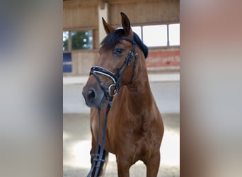 Andalusier, Wallach, 11 Jahre, 163 cm, Brauner