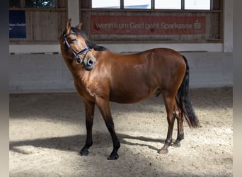 Andalusier, Wallach, 11 Jahre, 163 cm, Brauner