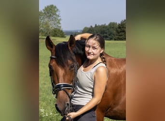 Andalusier, Wallach, 11 Jahre, 163 cm, Brauner