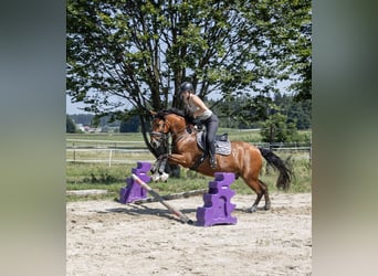 Andalusier, Wallach, 11 Jahre, 163 cm, Brauner