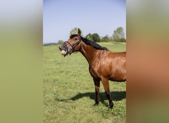 Andalusier, Wallach, 11 Jahre, 163 cm, Brauner