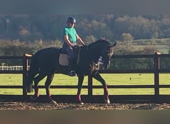 Andalusier, Wallach, 11 Jahre, 163 cm, Rappe
