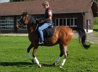 Andalusier Mix, Wallach, 11 Jahre, 165 cm, Brauner