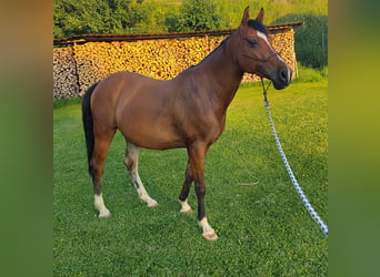 Andalusier Mix, Wallach, 11 Jahre, 165 cm, Brauner