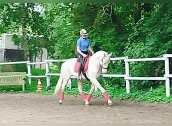 Andalusier Mix, Wallach, 11 Jahre, 165 cm, Cremello