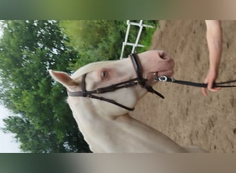 Andalusier Mix, Wallach, 11 Jahre, 165 cm, Cremello