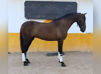 Andalusier, Wallach, 11 Jahre, 168 cm, Dunkelbrauner