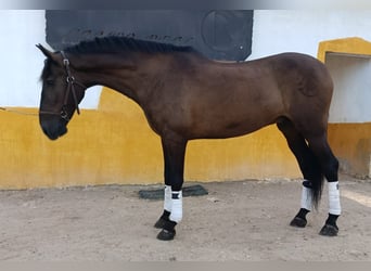 Andalusier, Wallach, 11 Jahre, 168 cm, Dunkelbrauner