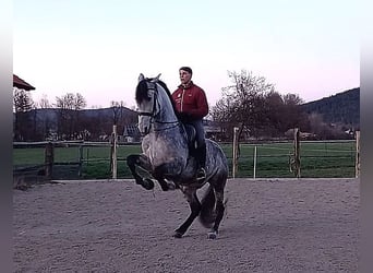 Andalusier Mix, Wallach, 11 Jahre, 168 cm, Schimmel